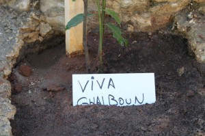 Reforestation-Day-14