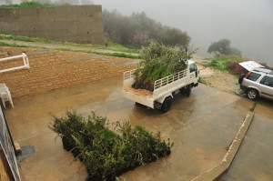 Plantation-day-27